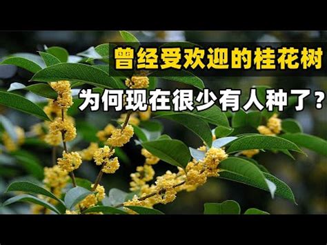 後院種桂花|【後院種桂花】後院種桂花，好運財運旺旺來！